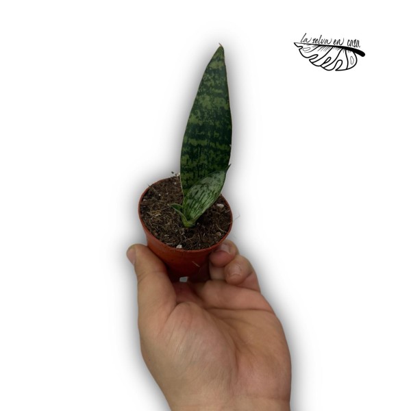 Sansevieria Everest