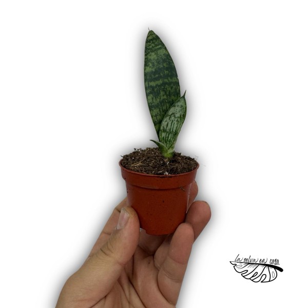Sansevieria Everest