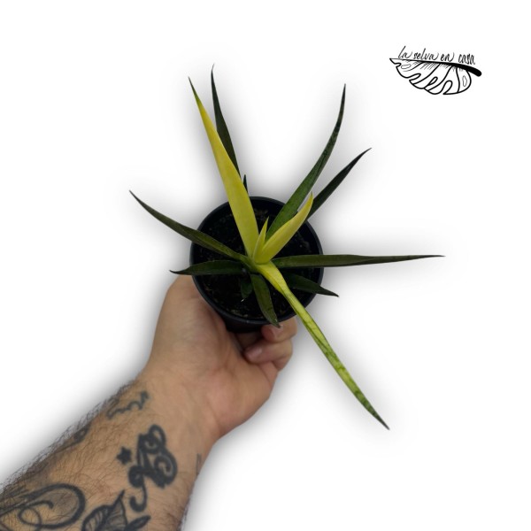 Sansevieria Comet Chrysanta Lemon