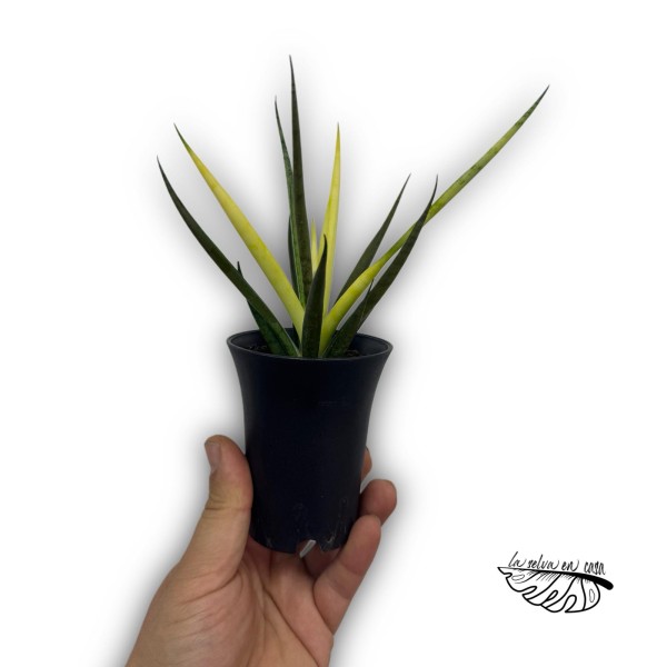 Sansevieria Comet Chrysanta Lemon