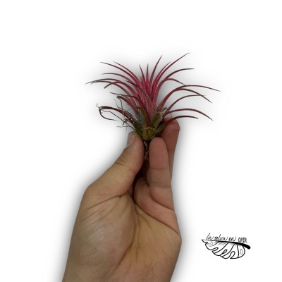 Tillandsia ionantha ionantha ROJA