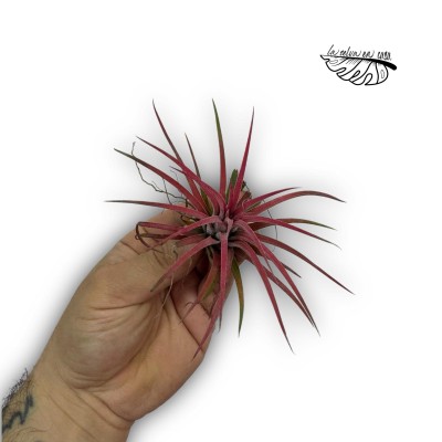 Tillandsia ionantha ionantha ROJA 2