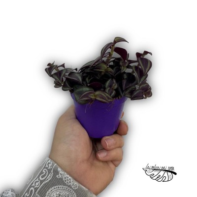 Tradescantia ‘Purple Passion’