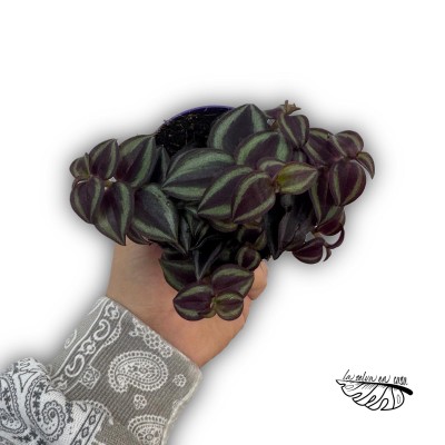 Tradescantia ‘Purple Passion’ 2