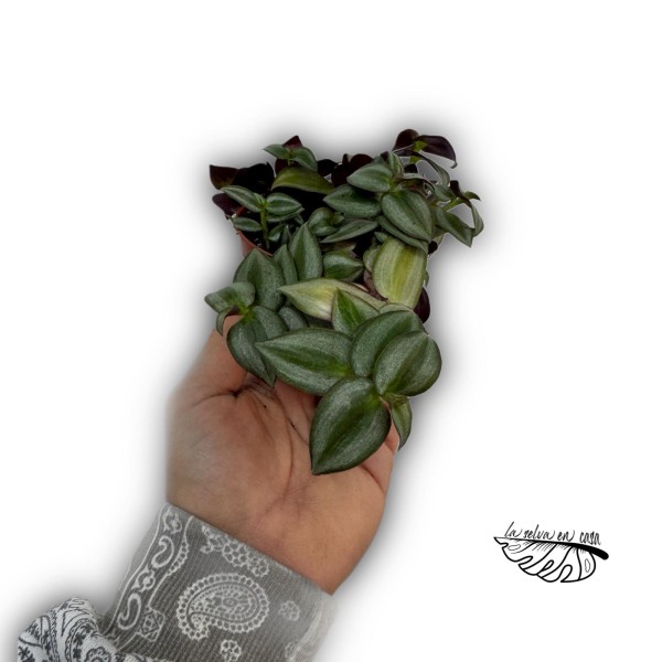 Tradescantia zebrina Zebra