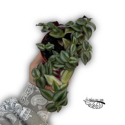 Tradescantia zebrina Zebra