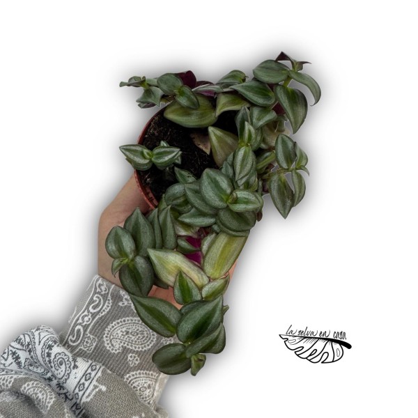 Tradescantia zebrina Zebra