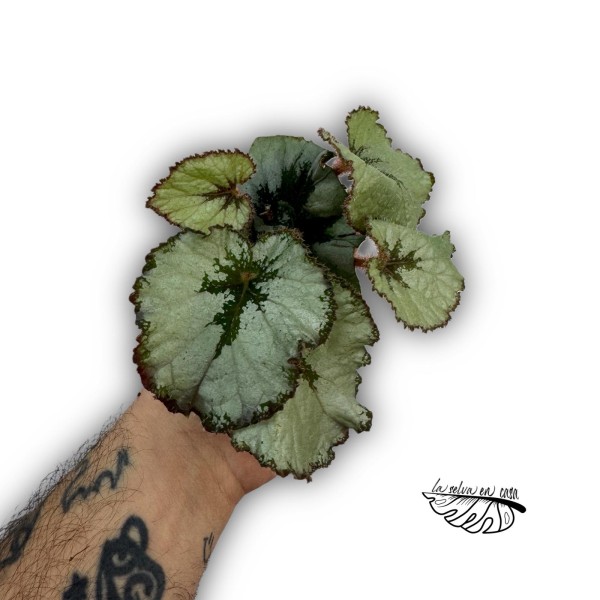 Begonia Rex Escargot MINI