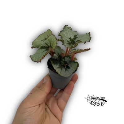 Begonia Rex Escargot MINI