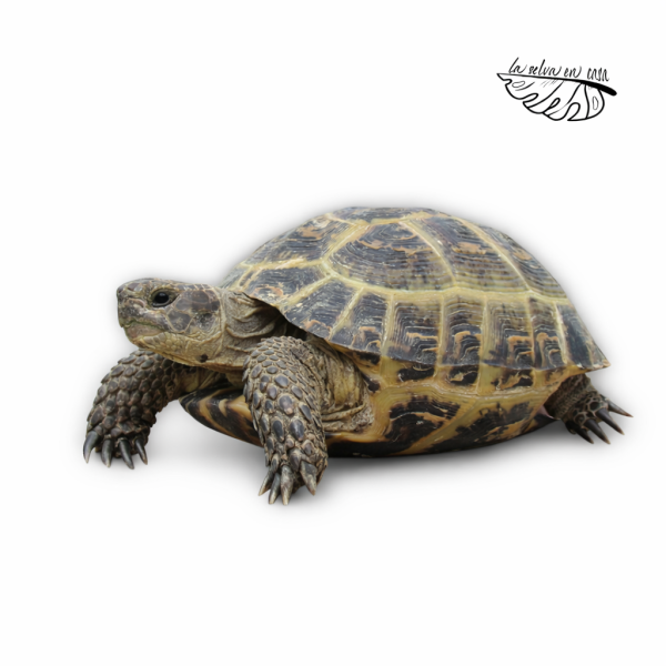 Agrionemys horsfieldii