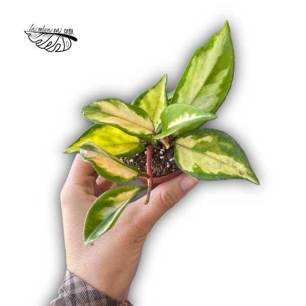 Hoya Carnosa Tricolor