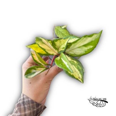 Hoya Carnosa Tricolor 2