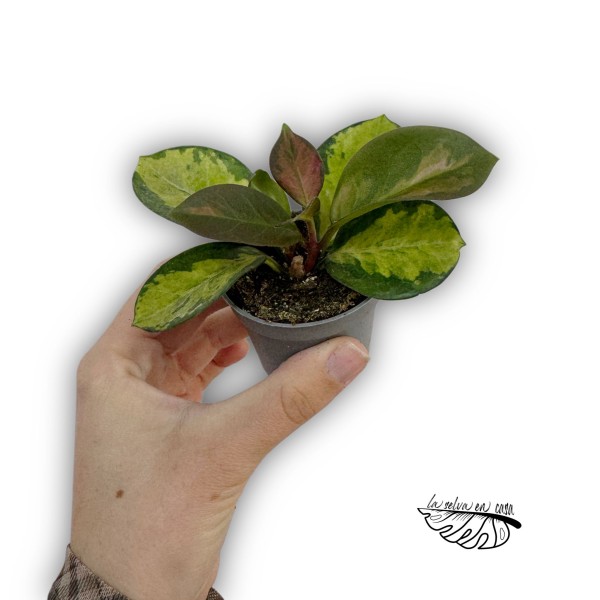 Hoya australis Tricolor MINI