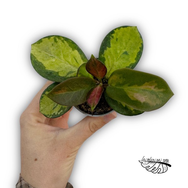 Hoya australis Tricolor MINI