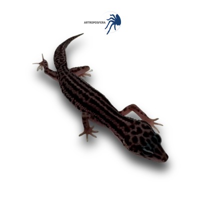 Eublepharis macularius