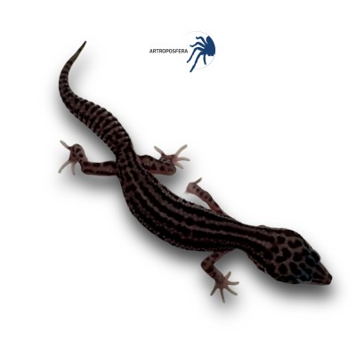 Eublepharis macularius 2