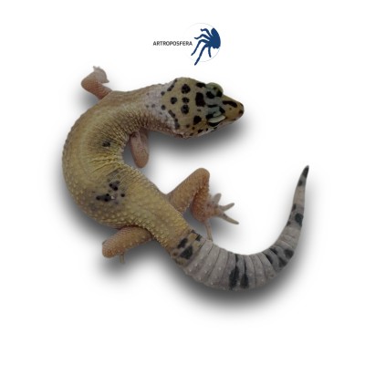 Eublepharis macularius 2