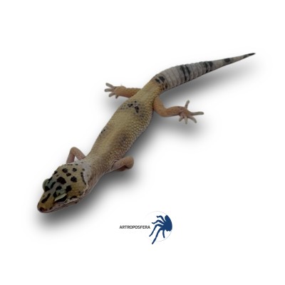 Eublepharis macularius