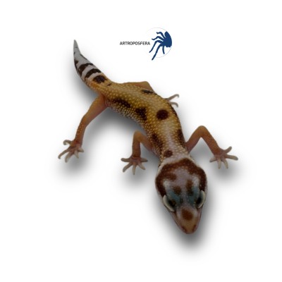 Eublepharis macularius