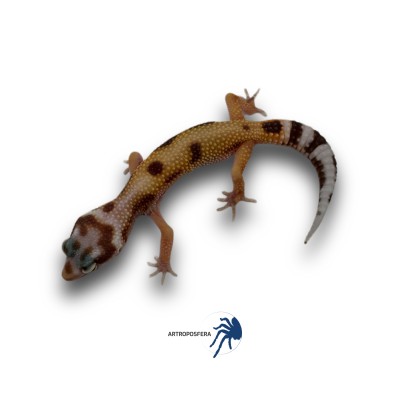 Eublepharis macularius 2