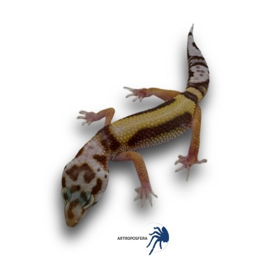 Eublepharis macularius