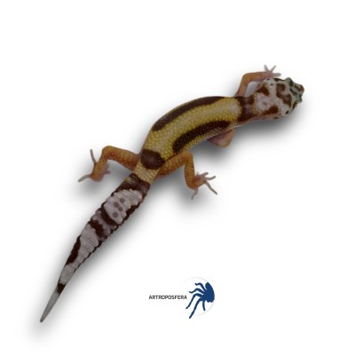 Eublepharis macularius 2