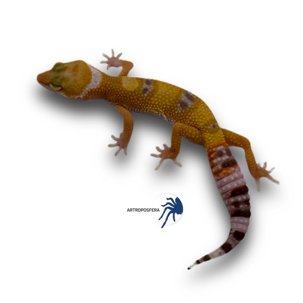 Eublepharis macularius