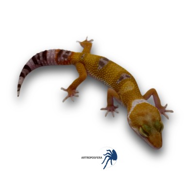 Eublepharis macularius