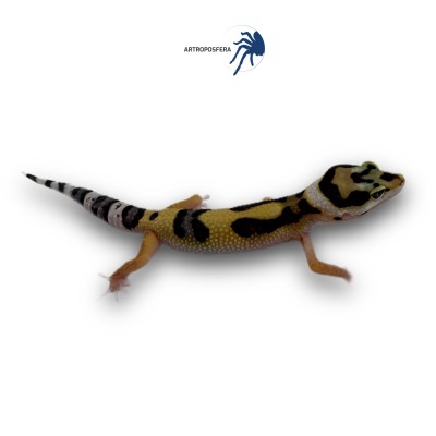Eublepharis macularius