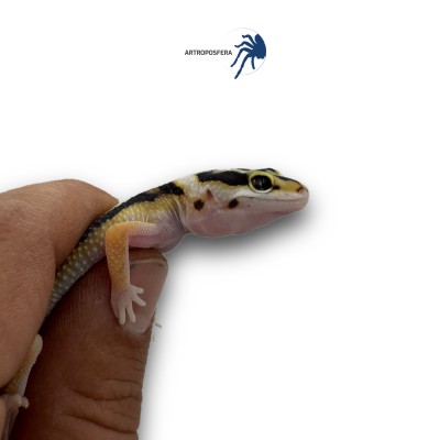 Eublepharis macularius 2