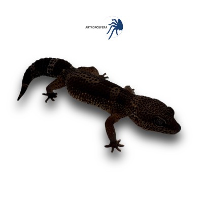 Eublepharis macularius