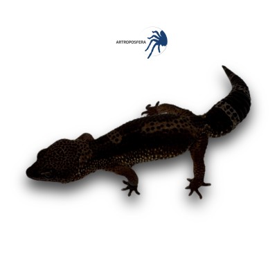 Eublepharis macularius 2