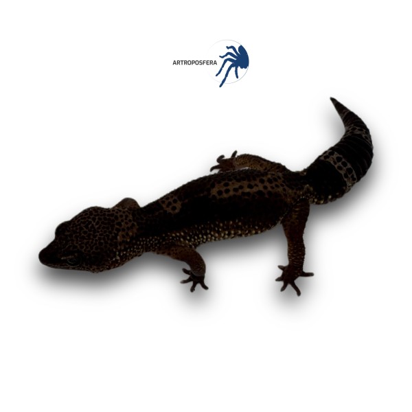 Eublepharis macularius