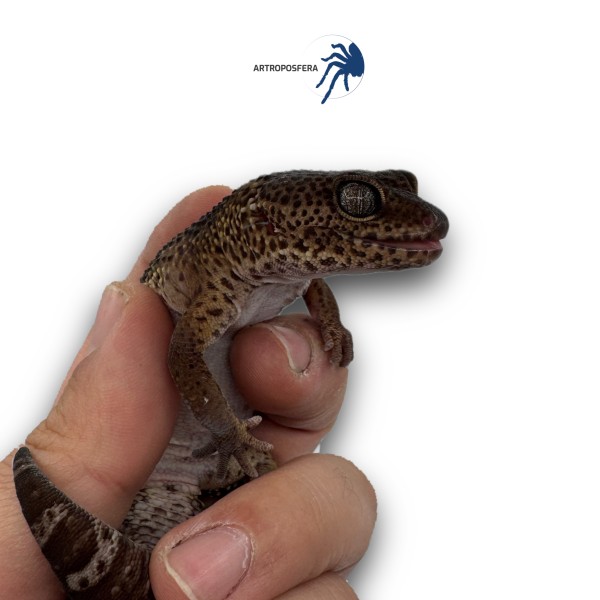 Eublepharis macularius