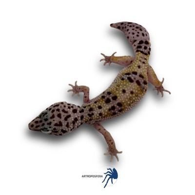 Eublepharis macularius 2