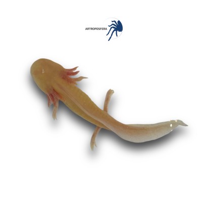 Ambystoma andersoni AJOLOTE