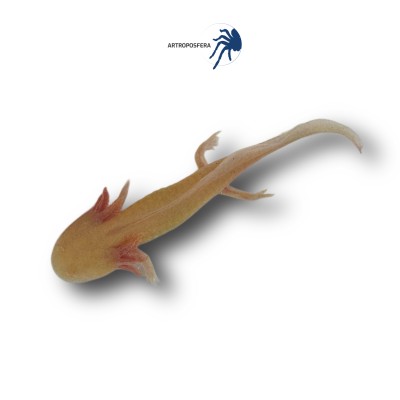 Ambystoma andersoni AJOLOTE 2
