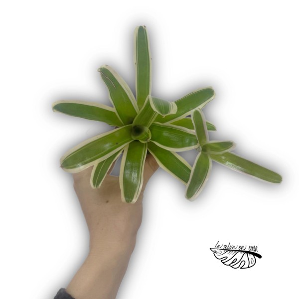 Neoregelia nidularium striped fireball