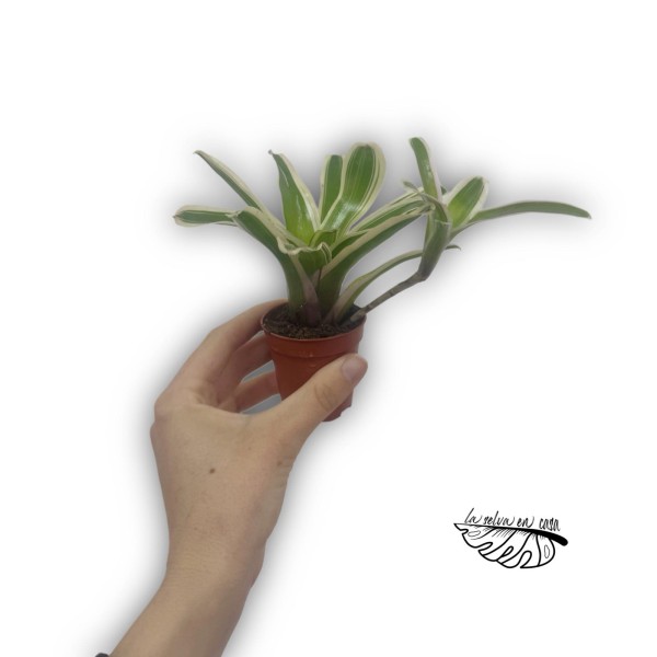 Neoregelia nidularium striped fireball