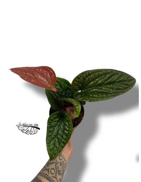 Anthurium Luxurians x Radicans