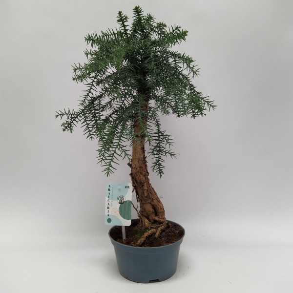 Araucaria cunninghamii