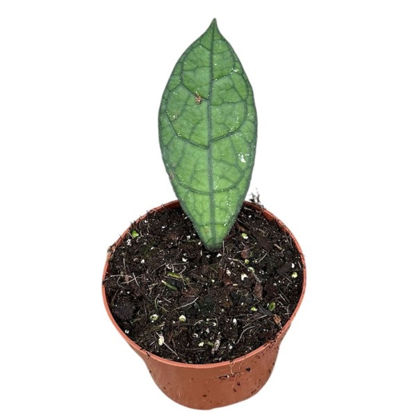 Hoya clemensiorum ‘Dark Leaf’ MEDIUM