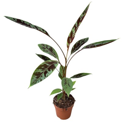Musa acuminata ‘Zebrina’ (PLATANERA) 2