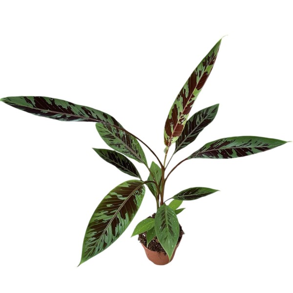 Musa acuminata ‘Zebrina’ (PLATANERA)