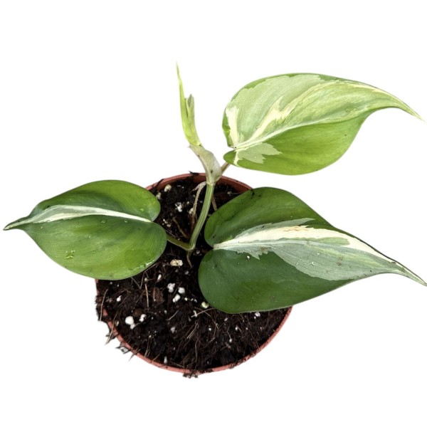 Philodendron hederaceum ‘Rio’