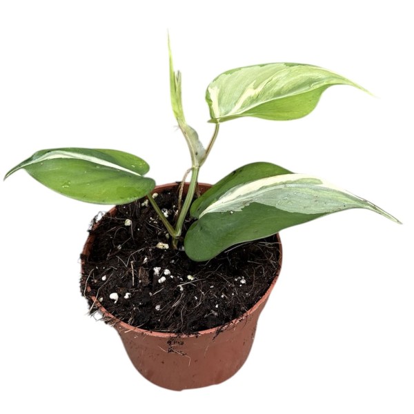 Philodendron hederaceum ‘Rio’