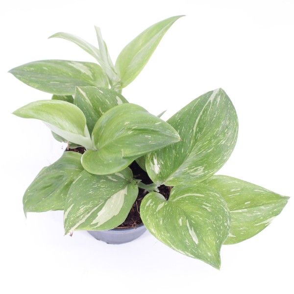 Scindapsus treubii ‘Rubicon’