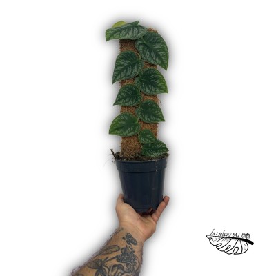 Monstera dubia