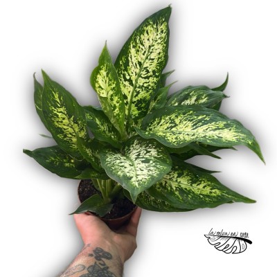 Dieffenbachia maculata 'Compacta'