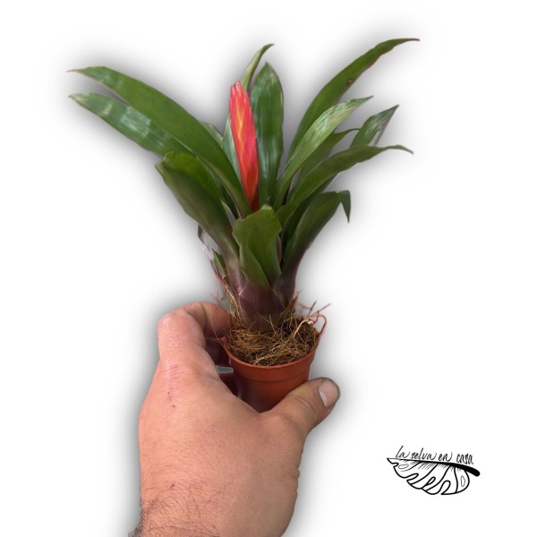 Vriesea Christiane MINI